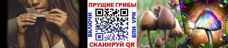 Псилоцибиновые грибы MAGIC MUSHROOMS  купить  цена  Жирновск 